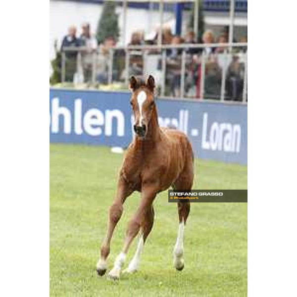 LGCT of Hamburg - Foal presentation - Hamburg, Derby Park, 10 May 2018 - ph.Stefano Grasso/LGCT
