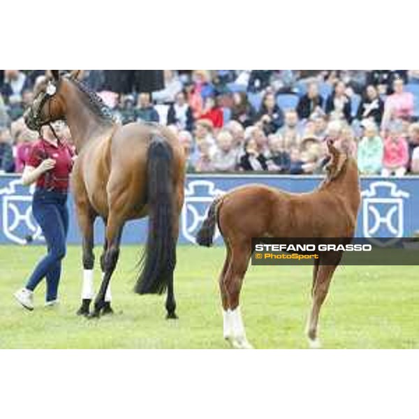 LGCT of Hamburg - Foal presentation - Hamburg, Derby Park, 10 May 2018 - ph.Stefano Grasso/LGCT