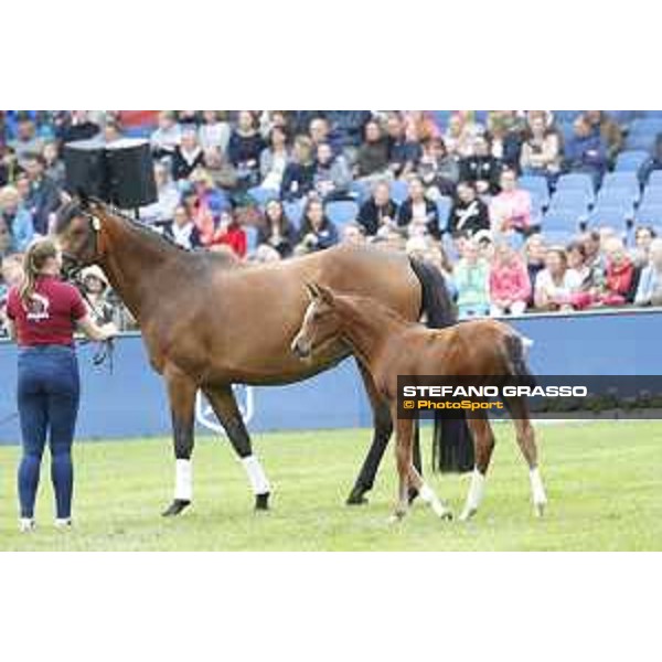 LGCT of Hamburg - Foal presentation - Hamburg, Derby Park, 10 May 2018 - ph.Stefano Grasso/LGCT