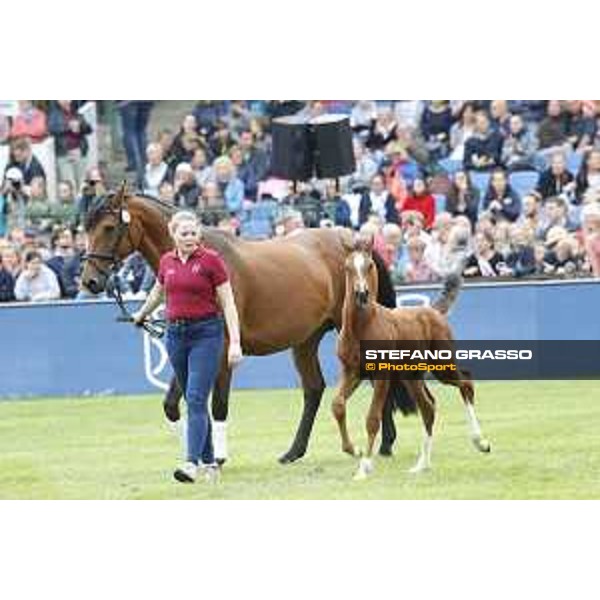 LGCT of Hamburg - Foal presentation - Hamburg, Derby Park, 10 May 2018 - ph.Stefano Grasso/LGCT