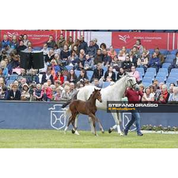 LGCT of Hamburg - Foal presentation - Hamburg, Derby Park, 10 May 2018 - ph.Stefano Grasso/LGCT