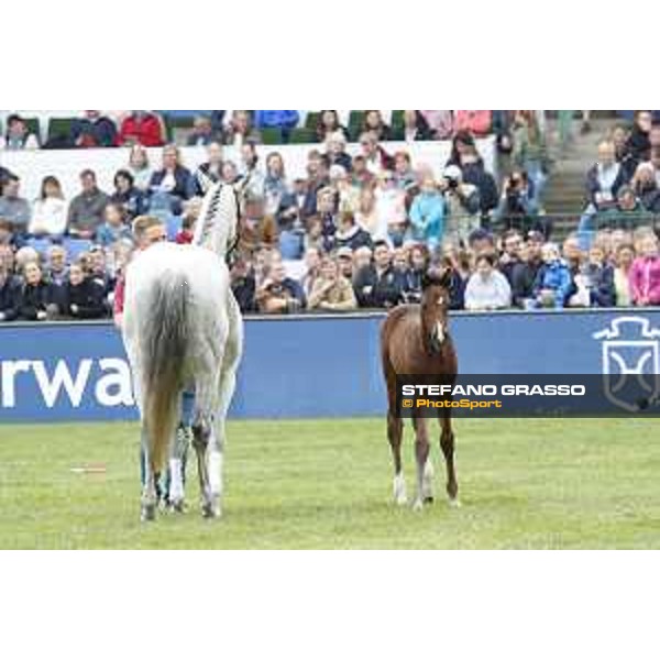 LGCT of Hamburg - Foal presentation - Hamburg, Derby Park, 10 May 2018 - ph.Stefano Grasso/LGCT
