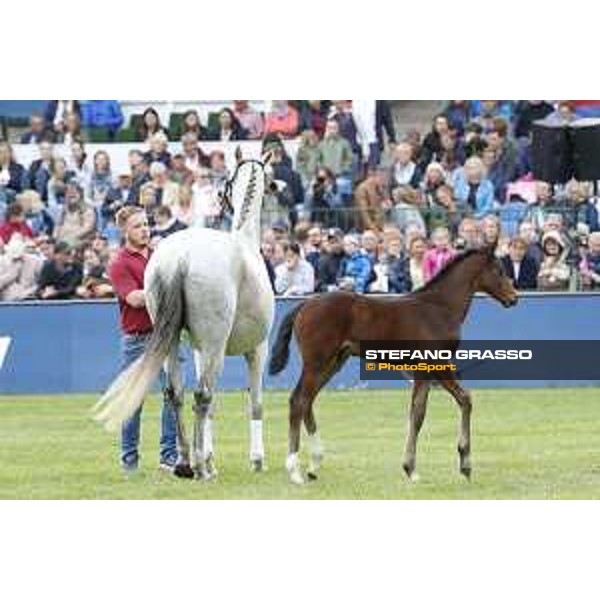 LGCT of Hamburg - Foal presentation - Hamburg, Derby Park, 10 May 2018 - ph.Stefano Grasso/LGCT