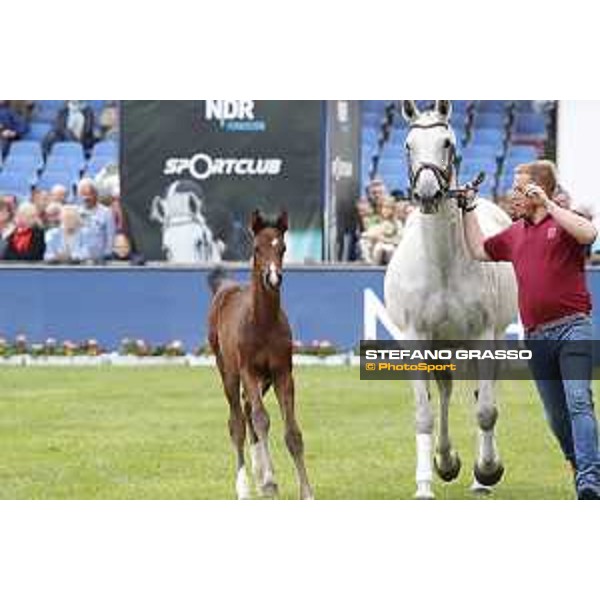 LGCT of Hamburg - Foal presentation - Hamburg, Derby Park, 10 May 2018 - ph.Stefano Grasso/LGCT
