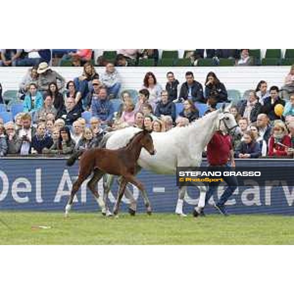 LGCT of Hamburg - Foal presentation - Hamburg, Derby Park, 10 May 2018 - ph.Stefano Grasso/LGCT