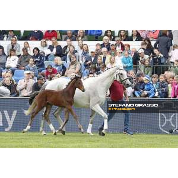 LGCT of Hamburg - Foal presentation - Hamburg, Derby Park, 10 May 2018 - ph.Stefano Grasso/LGCT