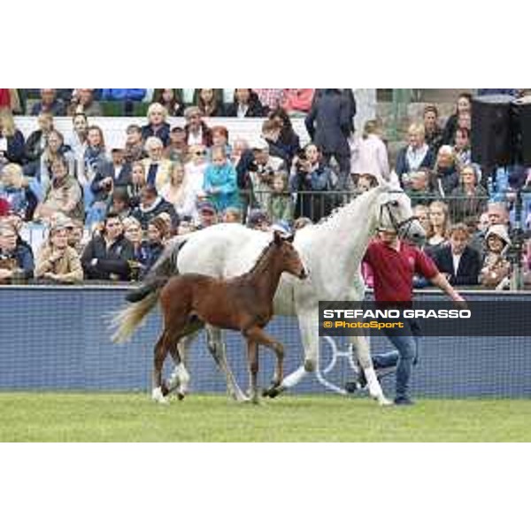 LGCT of Hamburg - Foal presentation - Hamburg, Derby Park, 10 May 2018 - ph.Stefano Grasso/LGCT