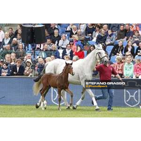 LGCT of Hamburg - Foal presentation - Hamburg, Derby Park, 10 May 2018 - ph.Stefano Grasso/LGCT