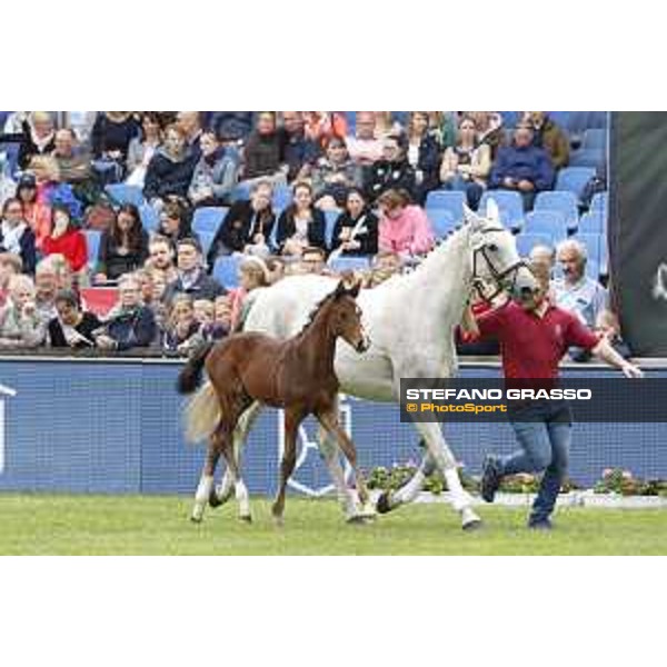 LGCT of Hamburg - Foal presentation - Hamburg, Derby Park, 10 May 2018 - ph.Stefano Grasso/LGCT
