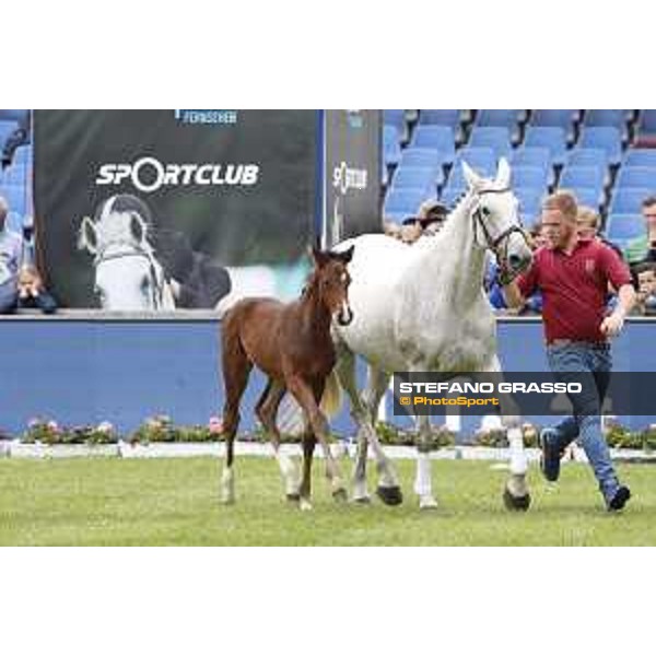LGCT of Hamburg - Foal presentation - Hamburg, Derby Park, 10 May 2018 - ph.Stefano Grasso/LGCT