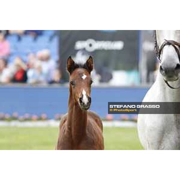 LGCT of Hamburg - Foal presentation - Hamburg, Derby Park, 10 May 2018 - ph.Stefano Grasso/LGCT