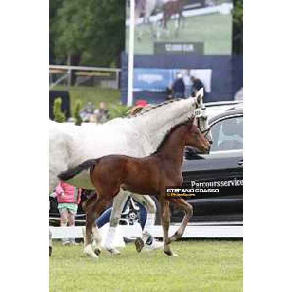 LGCT of Hamburg - Foal presentation - Hamburg, Derby Park, 10 May 2018 - ph.Stefano Grasso/LGCT
