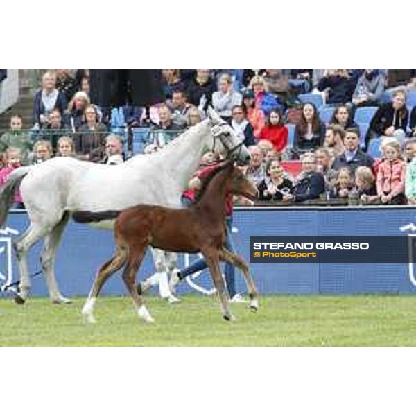 LGCT of Hamburg - Foal presentation - Hamburg, Derby Park, 10 May 2018 - ph.Stefano Grasso/LGCT