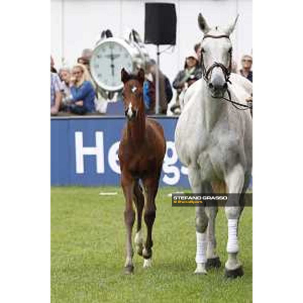 LGCT of Hamburg - Foal presentation - Hamburg, Derby Park, 10 May 2018 - ph.Stefano Grasso/LGCT