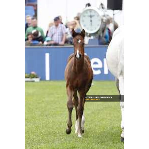 LGCT of Hamburg - Foal presentation - Hamburg, Derby Park, 10 May 2018 - ph.Stefano Grasso/LGCT