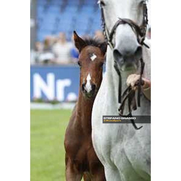 LGCT of Hamburg - Foal presentation - Hamburg, Derby Park, 10 May 2018 - ph.Stefano Grasso/LGCT