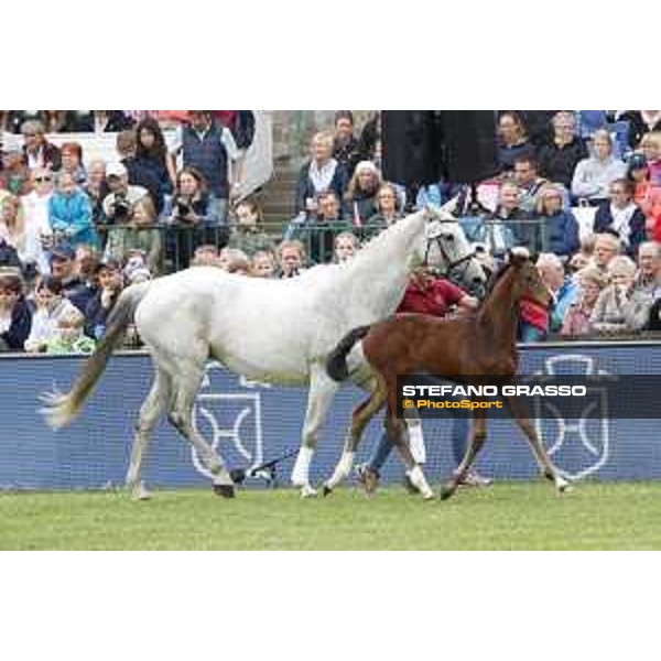 LGCT of Hamburg - Foal presentation - Hamburg, Derby Park, 10 May 2018 - ph.Stefano Grasso/LGCT