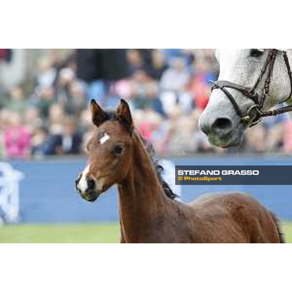 LGCT of Hamburg - Foal presentation - Hamburg, Derby Park, 10 May 2018 - ph.Stefano Grasso/LGCT