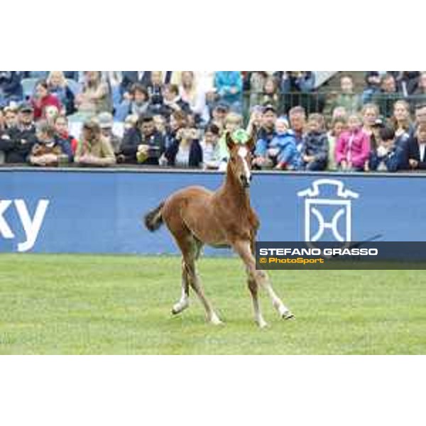 LGCT of Hamburg - Foal presentation - Hamburg, Derby Park, 10 May 2018 - ph.Stefano Grasso/LGCT