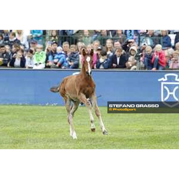 LGCT of Hamburg - Foal presentation - Hamburg, Derby Park, 10 May 2018 - ph.Stefano Grasso/LGCT
