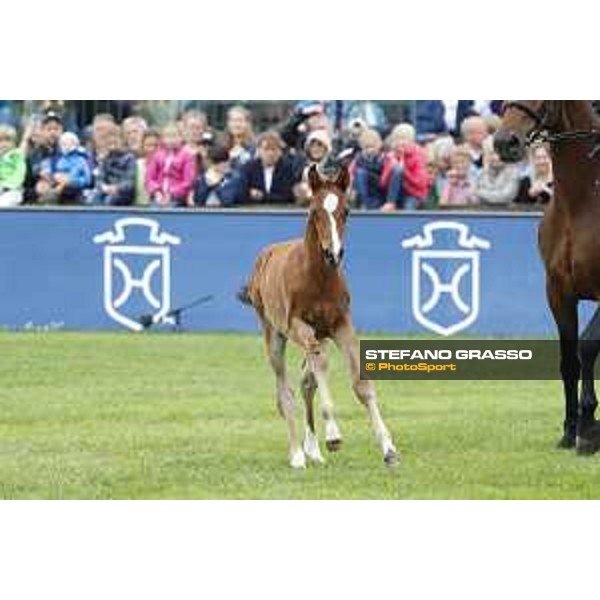 LGCT of Hamburg - Foal presentation - Hamburg, Derby Park, 10 May 2018 - ph.Stefano Grasso/LGCT