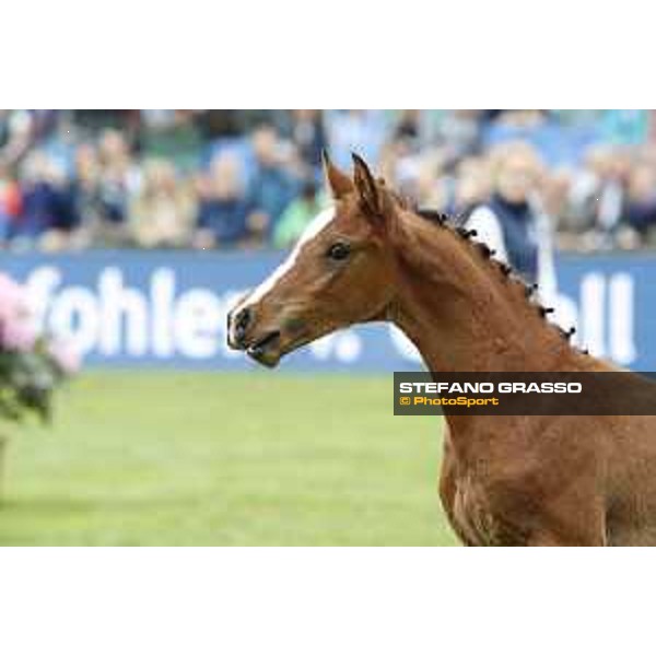 LGCT of Hamburg - Foal presentation - Hamburg, Derby Park, 10 May 2018 - ph.Stefano Grasso/LGCT