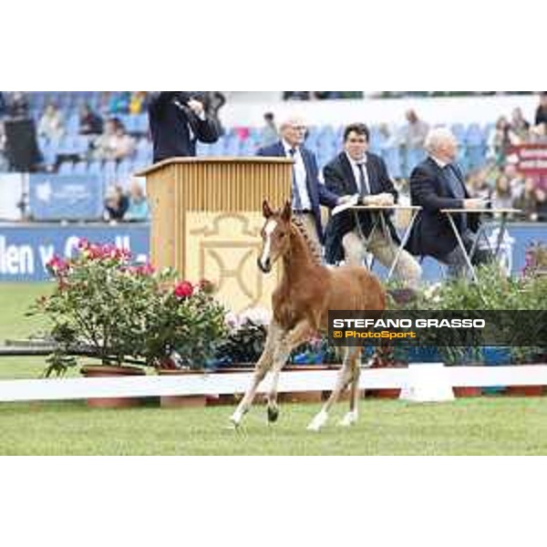 LGCT of Hamburg - Foal presentation - Hamburg, Derby Park, 10 May 2018 - ph.Stefano Grasso/LGCT