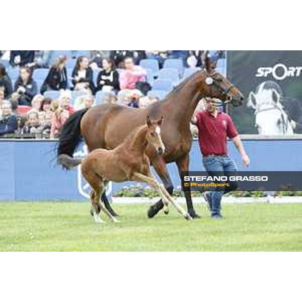 LGCT of Hamburg - Foal presentation - Hamburg, Derby Park, 10 May 2018 - ph.Stefano Grasso/LGCT