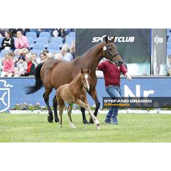 LGCT of Hamburg - Foal presentation - Hamburg, Derby Park, 10 May 2018 - ph.Stefano Grasso/LGCT