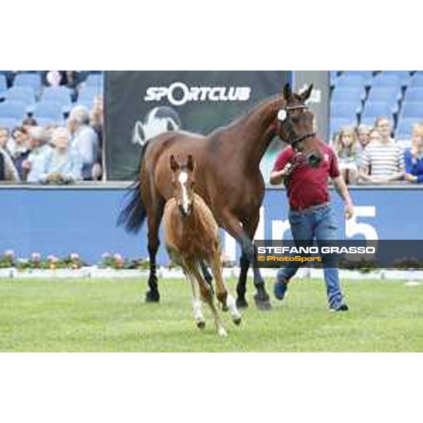 LGCT of Hamburg - Foal presentation - Hamburg, Derby Park, 10 May 2018 - ph.Stefano Grasso/LGCT