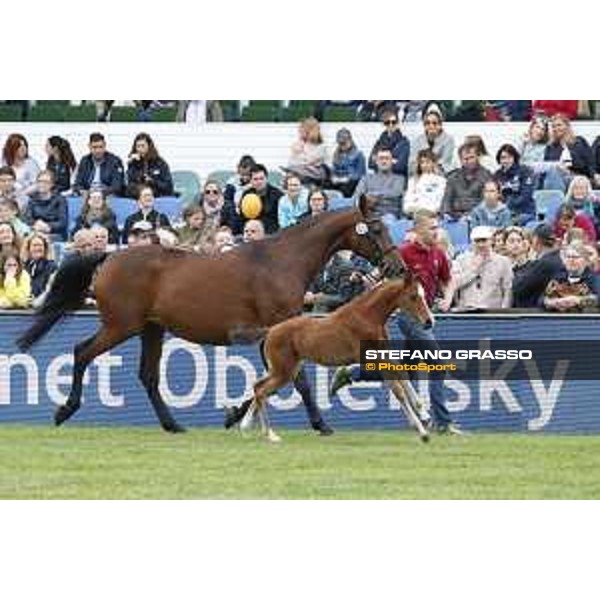 LGCT of Hamburg - Foal presentation - Hamburg, Derby Park, 10 May 2018 - ph.Stefano Grasso/LGCT