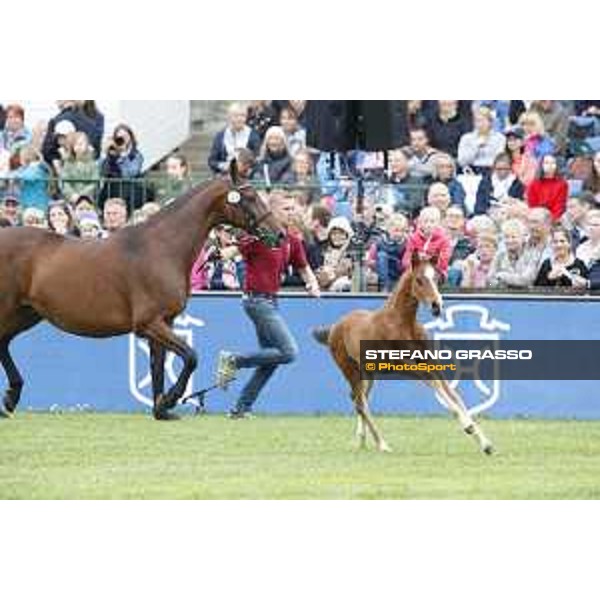 LGCT of Hamburg - Foal presentation - Hamburg, Derby Park, 10 May 2018 - ph.Stefano Grasso/LGCT