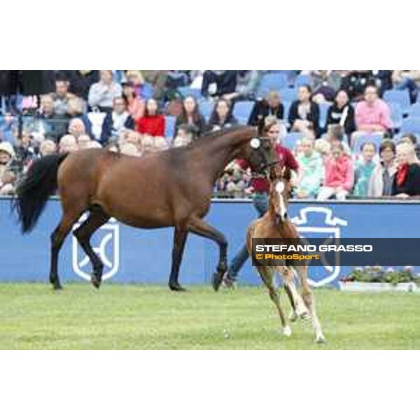 LGCT of Hamburg - Foal presentation - Hamburg, Derby Park, 10 May 2018 - ph.Stefano Grasso/LGCT