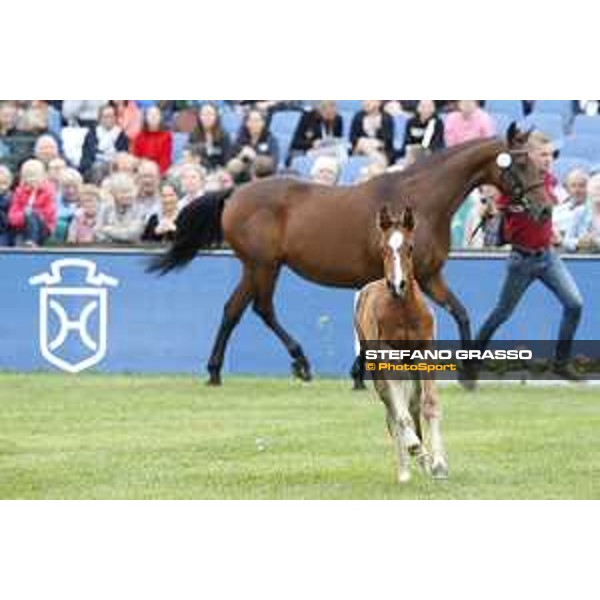 LGCT of Hamburg - Foal presentation - Hamburg, Derby Park, 10 May 2018 - ph.Stefano Grasso/LGCT