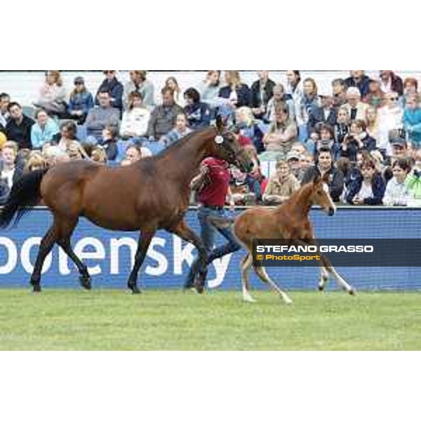 LGCT of Hamburg - Foal presentation - Hamburg, Derby Park, 10 May 2018 - ph.Stefano Grasso/LGCT