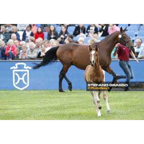 LGCT of Hamburg - Foal presentation - Hamburg, Derby Park, 10 May 2018 - ph.Stefano Grasso/LGCT