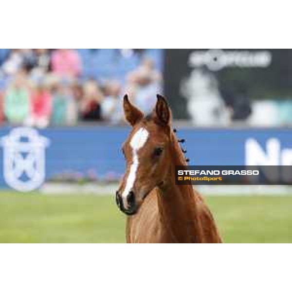 LGCT of Hamburg - Foal presentation - Hamburg, Derby Park, 10 May 2018 - ph.Stefano Grasso/LGCT