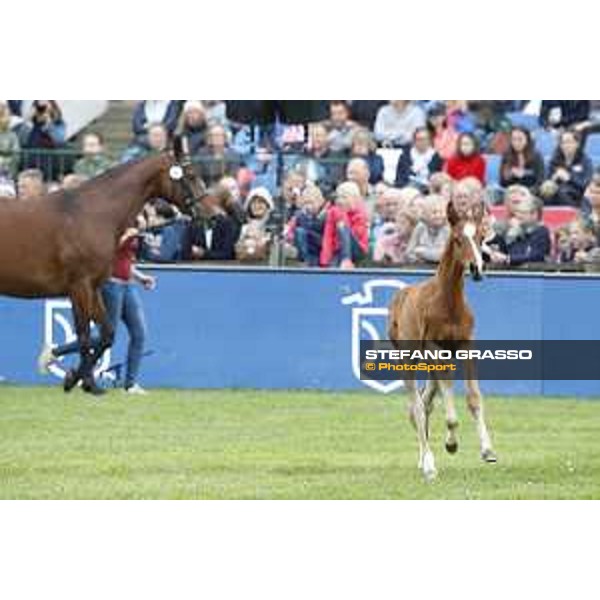 LGCT of Hamburg - Foal presentation - Hamburg, Derby Park, 10 May 2018 - ph.Stefano Grasso/LGCT