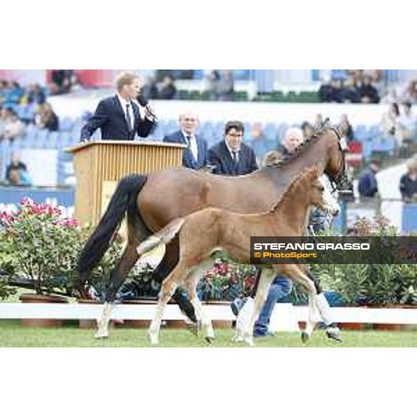 LGCT of Hamburg - Foal presentation - Hamburg, Derby Park, 10 May 2018 - ph.Stefano Grasso/LGCT