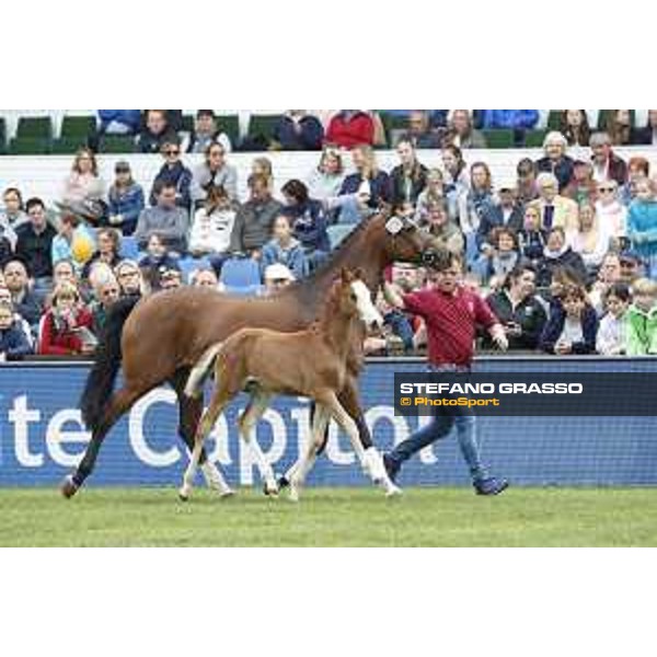 LGCT of Hamburg - Foal presentation - Hamburg, Derby Park, 10 May 2018 - ph.Stefano Grasso/LGCT