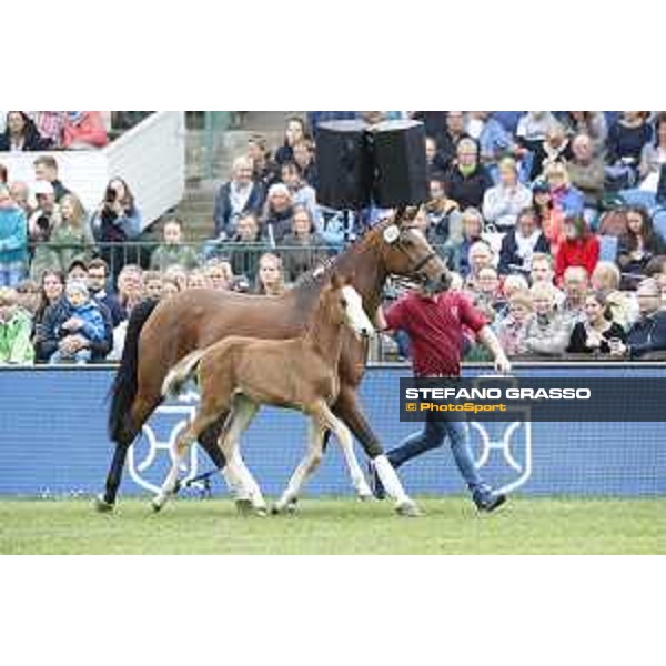 LGCT of Hamburg - Foal presentation - Hamburg, Derby Park, 10 May 2018 - ph.Stefano Grasso/LGCT