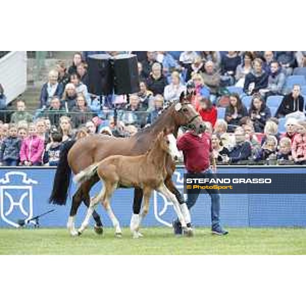 LGCT of Hamburg - Foal presentation - Hamburg, Derby Park, 10 May 2018 - ph.Stefano Grasso/LGCT
