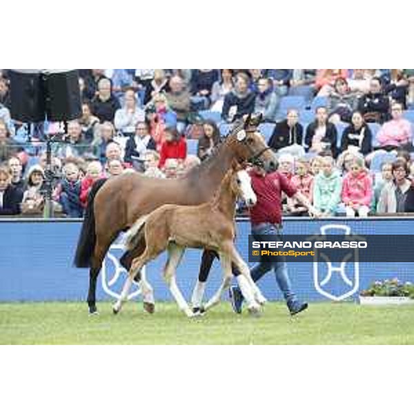 LGCT of Hamburg - Foal presentation - Hamburg, Derby Park, 10 May 2018 - ph.Stefano Grasso/LGCT