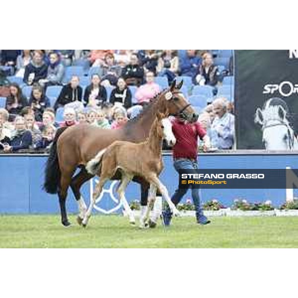 LGCT of Hamburg - Foal presentation - Hamburg, Derby Park, 10 May 2018 - ph.Stefano Grasso/LGCT