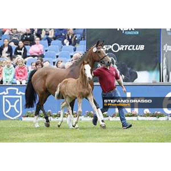 LGCT of Hamburg - Foal presentation - Hamburg, Derby Park, 10 May 2018 - ph.Stefano Grasso/LGCT