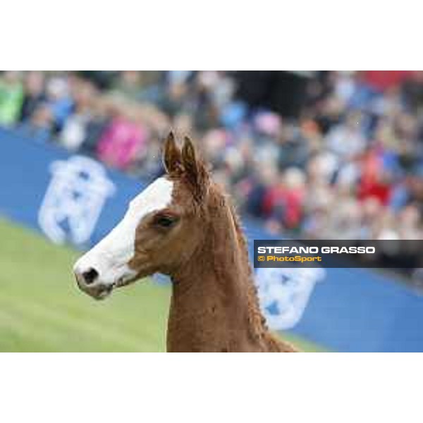 LGCT of Hamburg - Foal presentation - Hamburg, Derby Park, 10 May 2018 - ph.Stefano Grasso/LGCT