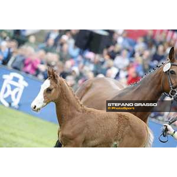 LGCT of Hamburg - Foal presentation - Hamburg, Derby Park, 10 May 2018 - ph.Stefano Grasso/LGCT