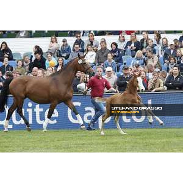 LGCT of Hamburg - Foal presentation - Hamburg, Derby Park, 10 May 2018 - ph.Stefano Grasso/LGCT