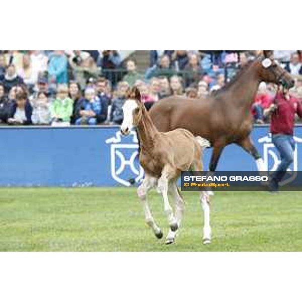 LGCT of Hamburg - Foal presentation - Hamburg, Derby Park, 10 May 2018 - ph.Stefano Grasso/LGCT
