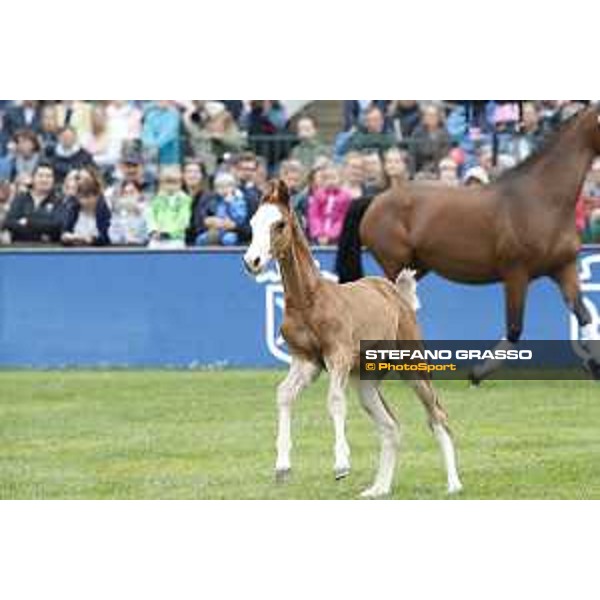 LGCT of Hamburg - Foal presentation - Hamburg, Derby Park, 10 May 2018 - ph.Stefano Grasso/LGCT